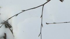 Betula pendula