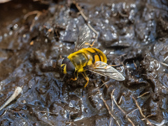 Myathropa