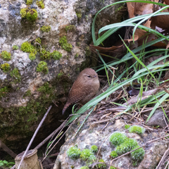 Troglodytes troglodytes