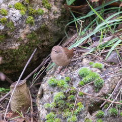Troglodytes troglodytes