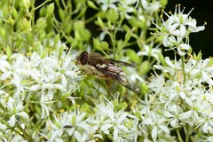 Copidapha