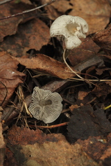 Tephrocybe rancida