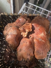 Tricholoma dryophilum