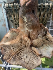 Tricholoma dryophilum