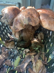 Tricholoma dryophilum