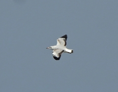 Chroicocephalus ridibundus