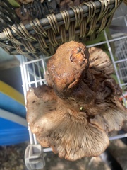 Tricholoma dryophilum