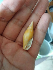 Probata barbadensis
