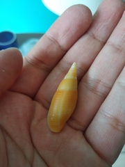 Probata barbadensis