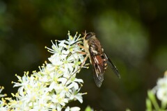 Copidapha
