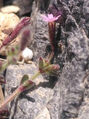 Silene sedoides