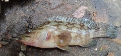 Epinephelus coioides