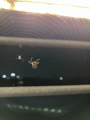 Larinioides cornutus