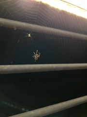 Larinioides cornutus