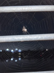 Larinioides cornutus