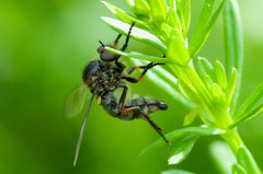 Leptarthrus brevirostris