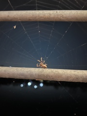 Larinioides cornutus