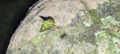 Umbonia
