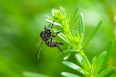 Leptarthrus brevirostris