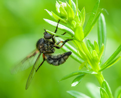 Leptarthrus brevirostris