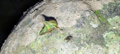 Umbonia