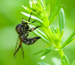 Leptarthrus brevirostris