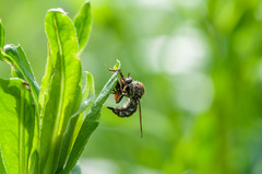 Leptarthrus brevirostris