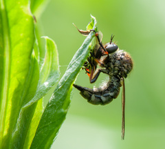 Leptarthrus brevirostris