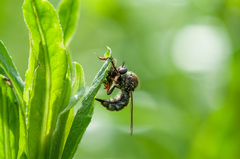 Leptarthrus brevirostris