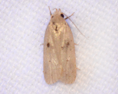 Scythropiodes issikii