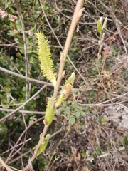 Salix lasiolepis