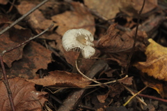 Tephrocybe rancida