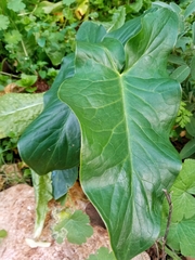 Arum palaestinum