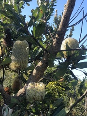 Banksia aemula
