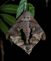 Daphnusa ocellaris