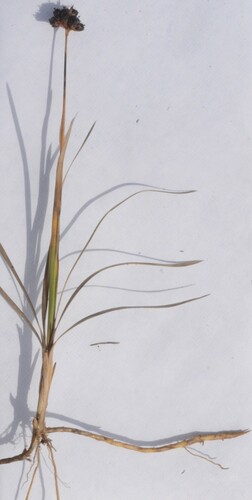 Falcate rush (Juncus falcatus)