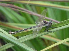 Petalura litorea