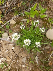 Lobularia maritima