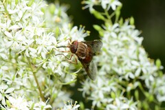 Copidapha