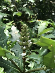 Acanthus ebracteatus