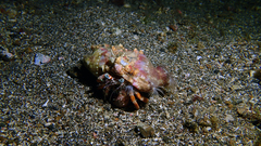 Dardanus pedunculatus