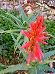 Aloe arborescens