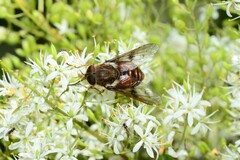 Copidapha