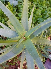 Aloe arborescens