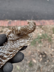 Tiliqua