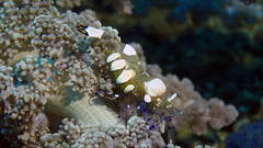 Ancylocaris brevicarpalis