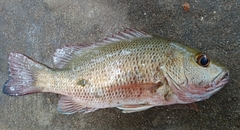 Lutjanus argentimaculatus