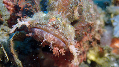 Scorpaenopsis oxycephalus