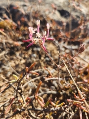 Pelargonium ternifolium