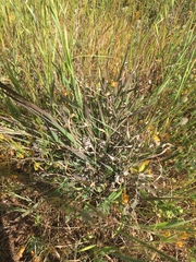 Enteropogon acicularis